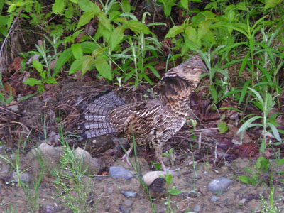 upland-birds
