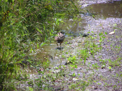 woodcock