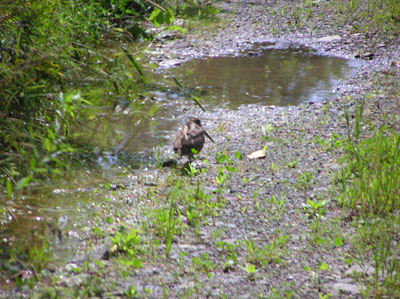 woodcocks
