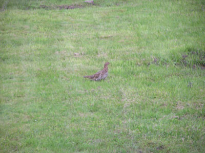 yard-grouse