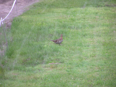 yardbird