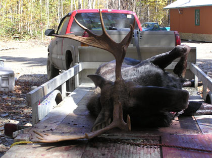 mooseantler