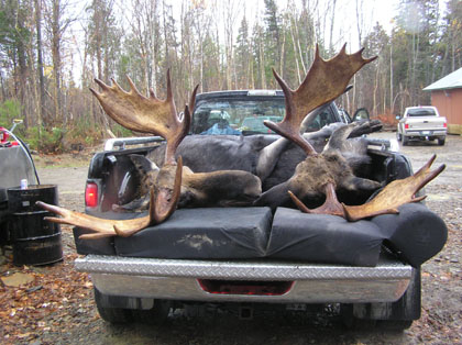 mooseantlers