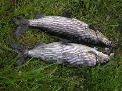 pairwhitefish