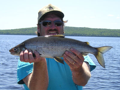 trophywhitefish