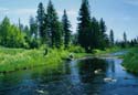 streamfishing