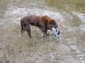 birddog