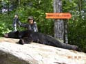 Maine Black Bear