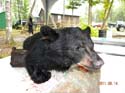 Maine Black Bears