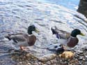 Maine Wildlife