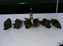 Maine Grouse Hunting (10)
