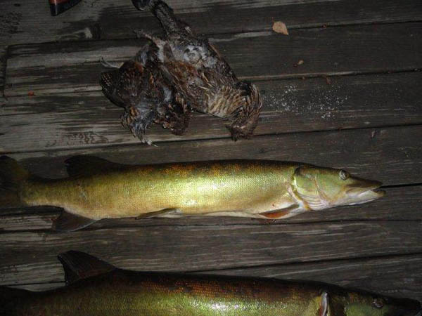 Muskie