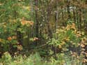 Grouse