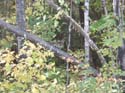 Maine Ruffed Grouse Hunting