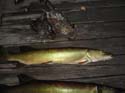 Muskie and Ruffed Grouse