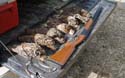 Upland Bird Hunt