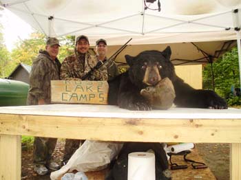 mounted-bear