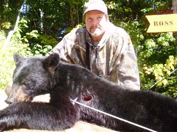 wildernessbear