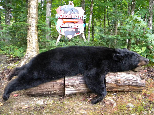 Maine