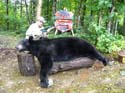 Maine Black Bear ove#1A87F3
