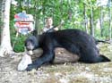 Maine Record Black B#1A87FF