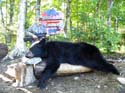 North Maine Woods Be#1A880A