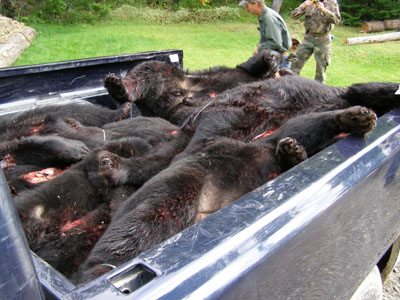 bearhunting