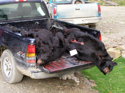 bearhunts