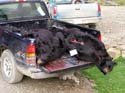 bearhunts