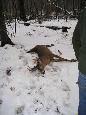 maine-deer-hunts