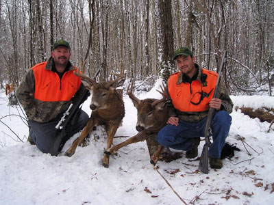 maine-deer