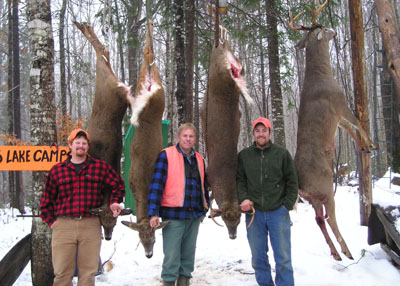 whitetaildeer