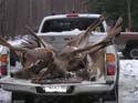bigdeerbucks
