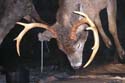 northmainedeer