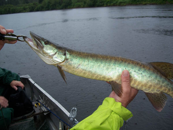 Musky