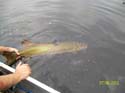 Guided Maine Musky Fishing
