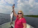Guided Maine Whitefish