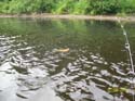 Guided Muskie Fishing