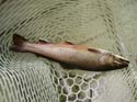 Maine Fishing and Hu#1A88C9