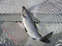 Maine Trophy Whitefish