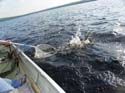 Maine Whitefish Guides