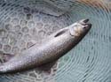 Maine Whitefish