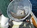 Registered Maine Guide