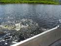 St. John River Muskellunge