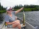St. John River Musky