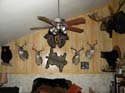 Lakefront Cabins for Rent