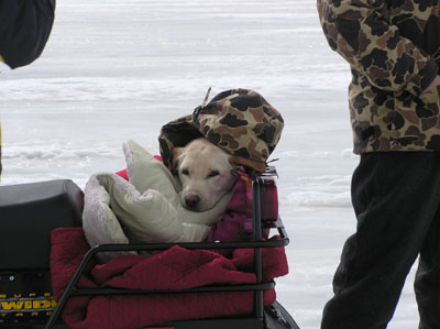 dog-icefishing