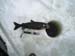 North Maine Woods Ice Fishing (12)