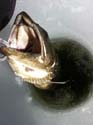 Lake Trout through the ice
