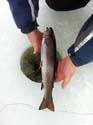 Maine Brook Trout Ic#3FC46C